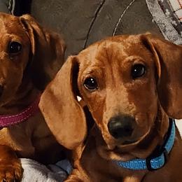 Dachshunds from Knobster's AKC Miniature Dachshund Puppies