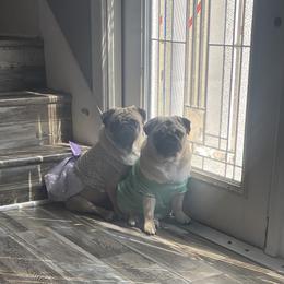 Bulldog and Pug Puppies from Love that bulldog lewter family
