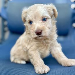 River - Wheaten female Miniature Schnauzer puppy in Independence, Missouri from Crown Schnauzers KC
