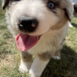 Toy Australian Shepherd Puppies from Loyal Litters Toy Australian Shepherds