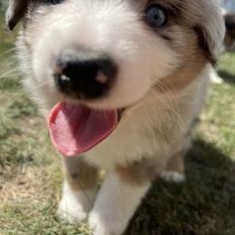 Toy Australian Shepherd Puppies from Loyal Litters Toy Australian Shepherds