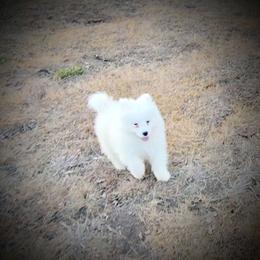 Armani - White male Samoyed puppy in Durant, Oklahoma from OrangeLine Samoyeds