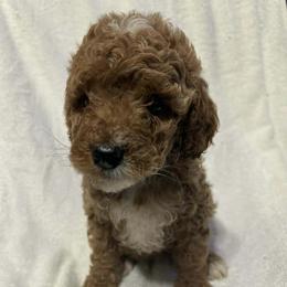 Brix - Red  female Goldendoodle puppy in Mint Hill, North Carolina from DoodleForever
