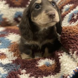Dachshund Puppies from Haven Ridge Doxies