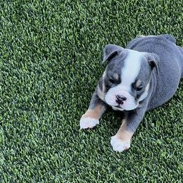 French Bulldogs from Davis Family Bulldogs