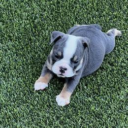 French Bulldogs from Davis Family Bulldogs