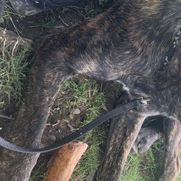 Cane Corso from Giant’s Grounds