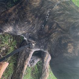 Cane Corso from Giant’s Grounds