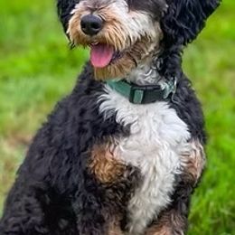 Bernedoodle puppies from WestPenn Doodles LLC