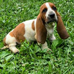 Lorehold - Mahogany and white male Basset Hound puppy in West Chester, Ohio from Bed-N-Bassets