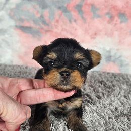 Pup 3 - Black and tan female Yorkshire Terrier puppy in Polk City, Florida from Yorkies by Casey