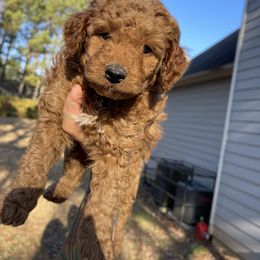 Goldendoodle Puppies from DeBerrys Doodles