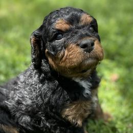 Girl 2 - female Cavapoo puppy in Lehi, Utah from Clover Patch Cavapoos