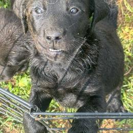 No collar - Black female Labrador Retriever puppy in Centreville, Maryland from Barbihaus Kennels