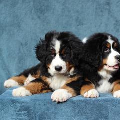 Bernese Mountain Dogs and Swedish Vallhunds from Just Say