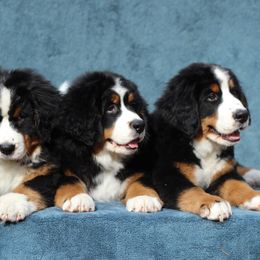 Bernese Mountain Dogs and Swedish Vallhunds from Just Say