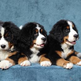 Bernese Mountain Dogs and Swedish Vallhunds from Just Say