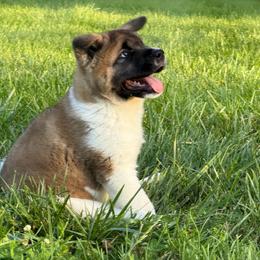 Girl - Fawn female Akita puppy in Cuba, Missouri from Kamikaze Akitas