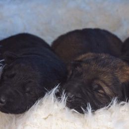 German Shepherd Puppies from Aydt's Shepherds and Training LLC