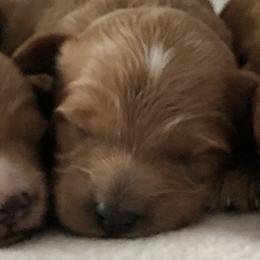 Girl 2 - female Goldendoodle puppy in Fredericksburg, Ohio from Timshell Farm Specialty Crossbreed Puppies