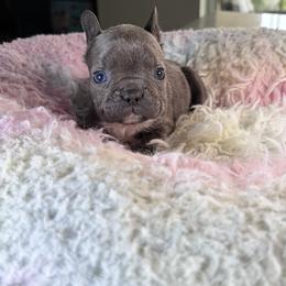 Ashes - Blue male French Bulldog puppy in St. Cloud, Florida from M & A Frenchies