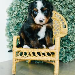 John - male Australian Mountain Doodle puppy in Spanish Fork, Utah from K Brand Doodles
