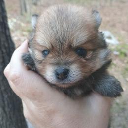 Sable girl - Orange sable female Pomeranian puppy in Parthenon, Arkansas from Michelle's Poms