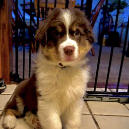 Australian Shepherd Puppies from High Court Aussies - Plymouth Indiana