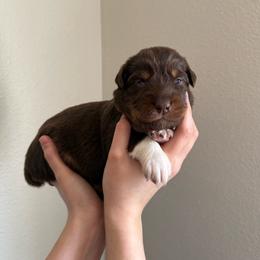 Kit Kat - Red tri-color female Australian Shepherd puppy in Weeki Wachee, Florida from Ace of Spades Australian Shepherds
