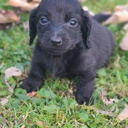 Dachshund Puppies from Ivy Willow Dachshunds