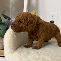 Maple - Red  female Poodle puppy in Berrien Springs, Michigan from Michigan Mini & Toy Red Poodles