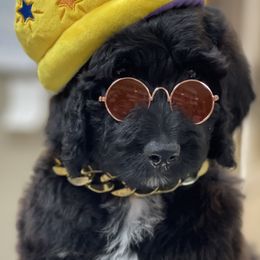 Bernedoodles from Doodle Dogs KY