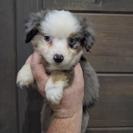 Lula - Blue merle female Miniature American Shepherd puppy in Delta, Ohio from Sunrise Miniature American Shepherds