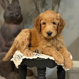 Sleepy- Black - Apricot male Goldendoodle puppy in Bay City, Texas from Charming Doods Goldendoodles