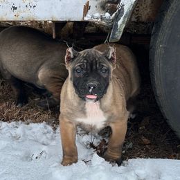 Rainbow (now Red collar) - Perro de Presa Canario puppy from Lykaios Kennels
