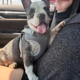 Ares - Blue male French Bulldog puppy in Louisville, Kentucky from Fluffy Frenchie Cartel