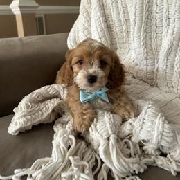 Ralph - Red and white male Cockapoo puppy in Mint Hill, North Carolina from DoodleForever