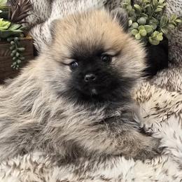 Bravo - Wolf sable male Pomsky puppy in Fallon, Nevada from Amazing High Desert Pomskys
