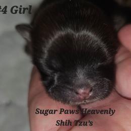 4th born - Sable female Shih Tzu puppy in Havelock, North Carolina from Sugar Paws Heavenly Shih Tzu’s