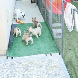 French Bulldog Puppies from Camp Fine Frenchies