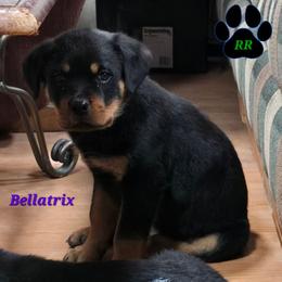 Bellatrix - Black and mahogany female Rottweiler puppy in Tangent, Oregon from Raya's Royals