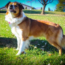 English Shepherd All Grown Up from Town & Country English Shepherds