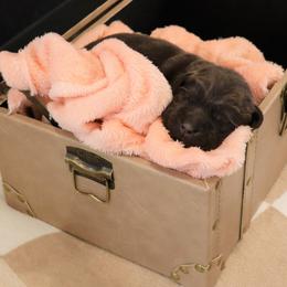 Faith - Chocolate female Labrador Retriever puppy in Camden, Indiana from Camden's Caring Canines