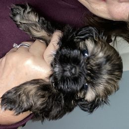 Shih Tzu Puppies from Shihtzu Lovins