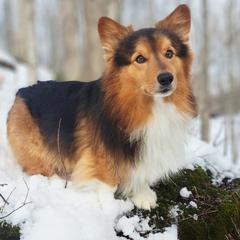 Bear - Pembroke Welsh Corgi