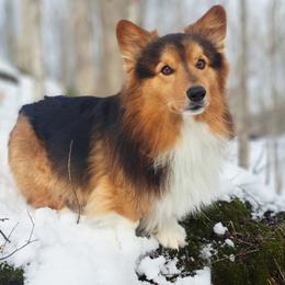 Bear - Pembroke Welsh Corgi