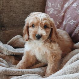 Macchiato - Apricot male Goldendoodle puppy in Atlanta, Georgia from Cedarcrest Goldendoodles