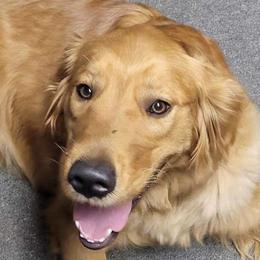 Roxie - Golden Retriever