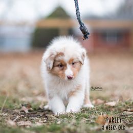 Australian Shepherd Puppies from Skyborne Australian Shepherds