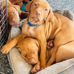 Vizsla Puppies from Nicole Lanie's Viszla